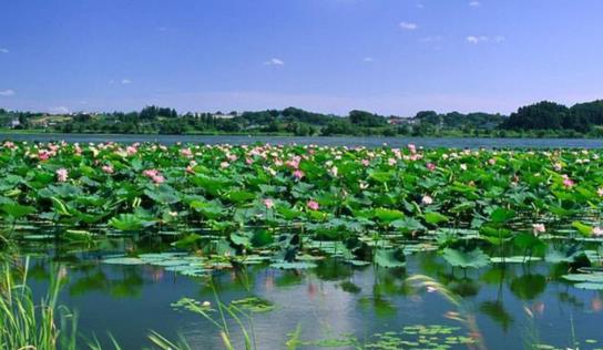 白洋淀旅游最佳時(shí)間是什么時(shí)候 白洋淀旅游最佳時(shí)間