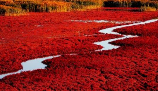 盤錦紅海灘幾月份去好 盤錦紅海灘什么時(shí)候去最好