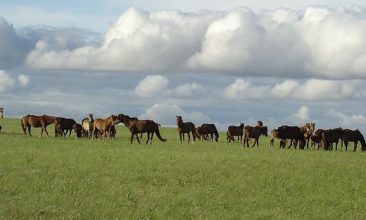 呼倫貝爾什么時候去最好 呼倫貝爾什么季節去最好