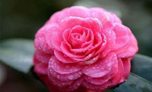 2018重慶花博會什么時候舉辦 重慶花博會時間