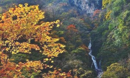 夾金山紅葉節是什么時候舉辦 夾金山紅葉節持續多長時間