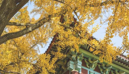 南京棲霞寺楓葉什么時(shí)候紅 南京棲霞寺楓葉紅的時(shí)間