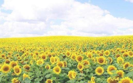 2018房山天開花海什么時候盛開 房山天開花海開花時間