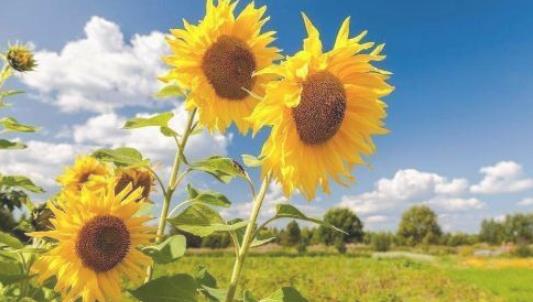 2018房山天開花海什么時候盛開 房山天開花海開花時間