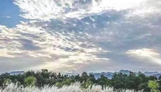 蘆葦花什么時候開 蘆葦花花期