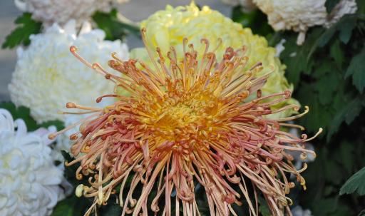 2018福建園博苑菊花展時間 2018福建園博苑菊花展什么時間開始