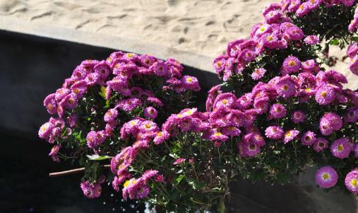 2018福建園博苑菊花展時間 2018福建園博苑菊花展什么時間開始