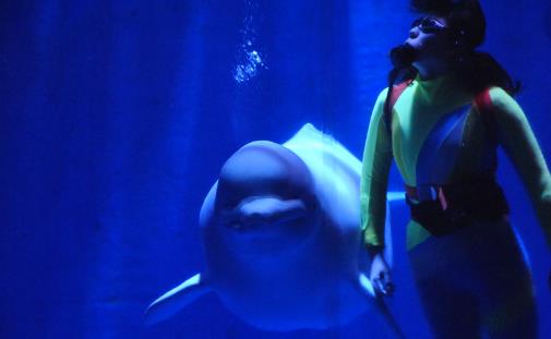 哈爾濱極地館營業時間 哈爾濱極地館什么時候營業