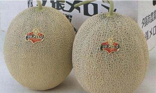 一、夕張王甜瓜.jpg
