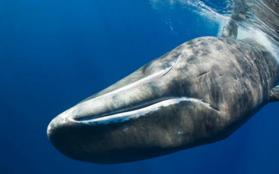 四、抹香鯨.jpg