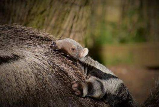 十、食蟻獸寶寶.jpg