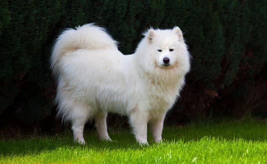 世界三大絕不咬人的狗排行榜,金毛、拉布拉多是人類好伙伴