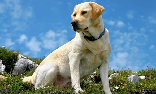 世界三大絕不咬人的狗排行榜,金毛、拉布拉多是人類好伙伴