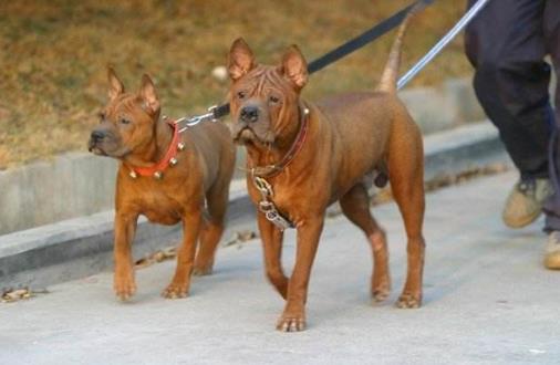 世界十大獵犬排行榜,比特犬第一,高加索犬第二