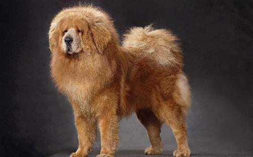 世界十大獵犬排行榜,比特犬第一,高加索犬第二