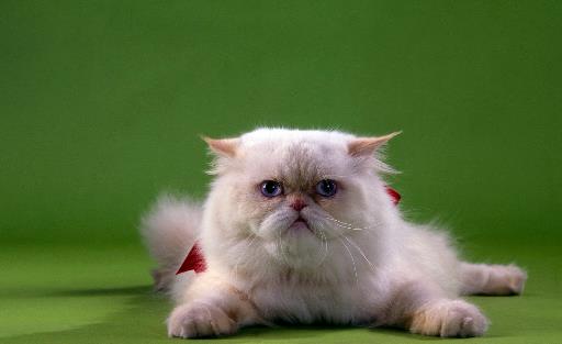 世界十大最聰明的貓排行榜,加拿大無毛貓最丑卻最聰明