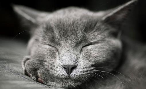 世界十大最聰明的貓排行榜,加拿大無毛貓最丑卻最聰明