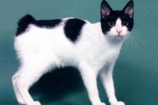 世界十大最聰明的貓排行榜,加拿大無毛貓最丑卻最聰明