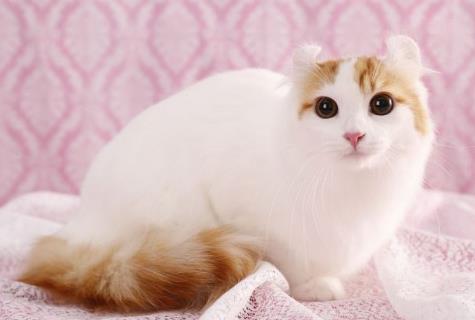 世界十大最聰明的貓排行榜,加拿大無毛貓最丑卻最聰明