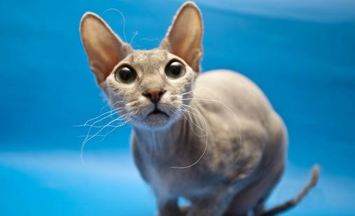 世界十大最聰明的貓排行榜,加拿大無毛貓最丑卻最聰明