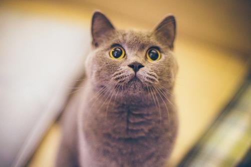 世界十大最聰明的貓排行榜,加拿大無毛貓最丑卻最聰明