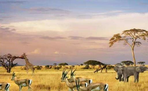 非洲十大頂級國家公園排行榜,馬賽馬拉國家保護區第一