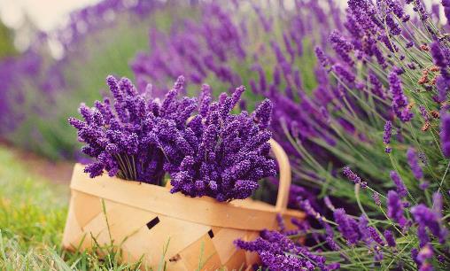 十大世界上最美的花排行榜,薰衣草第一,藍色妖姬第二