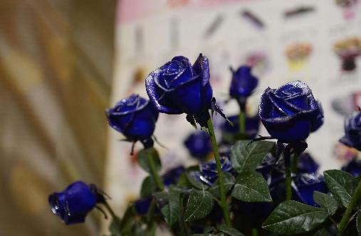 十大世界上最美的花排行榜,薰衣草第一,藍色妖姬第二