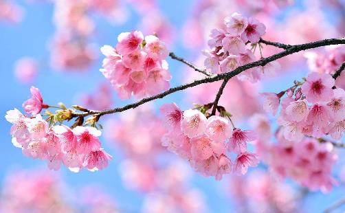 十大世界上最美的花排行榜,薰衣草第一,藍色妖姬第二