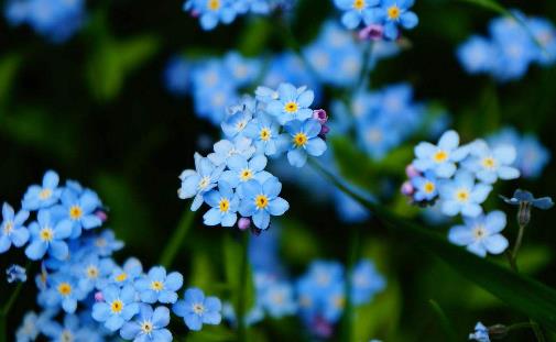 十大世界上最美的花排行榜,薰衣草第一,藍色妖姬第二