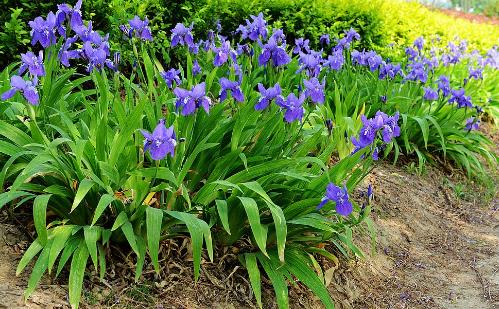 十大世界上最美的花排行榜,薰衣草第一,藍色妖姬第二