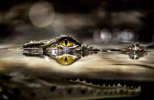 心理學(xué)十大經(jīng)典定律排行榜,青蛙效應(yīng)你知道是怎么回事嗎?