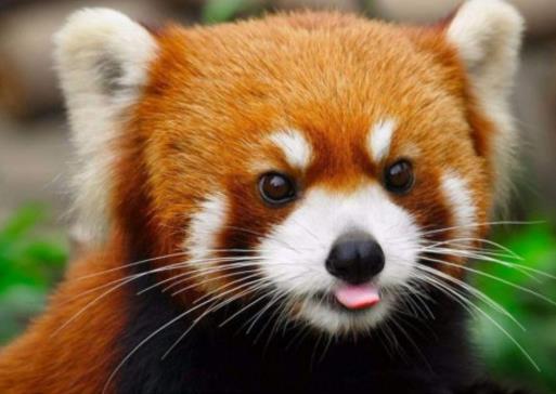 全球十種最漂亮可愛的動物排行榜,國寶大熊貓第一實至名歸