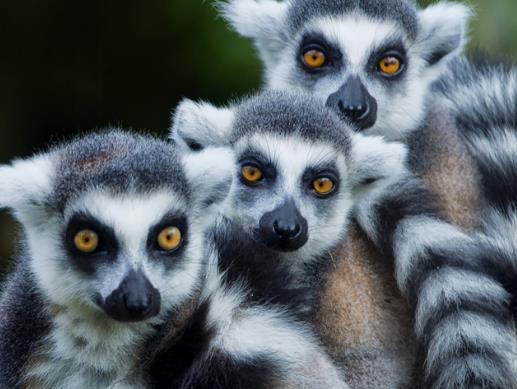 全球十種最漂亮可愛的動物排行榜,國寶大熊貓第一實至名歸