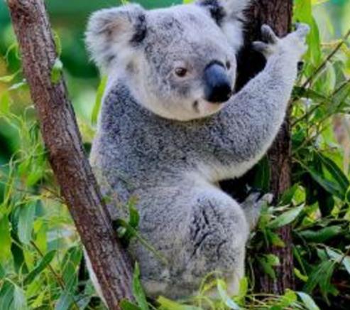 全球十種最漂亮可愛的動物排行榜,國寶大熊貓第一實至名歸