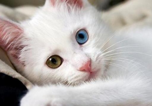 全球十種最漂亮可愛的動物排行榜,國寶大熊貓第一實至名歸