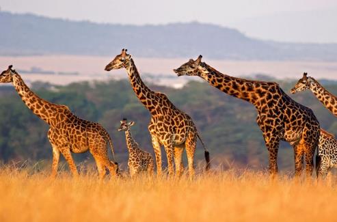全球十種最漂亮可愛的動物排行榜,國寶大熊貓第一實至名歸