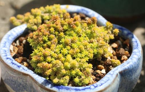 十大最容易爆盆的多肉植物排行榜,姬星美人繁殖又萌又好看