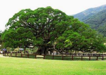 中國十大千年古樹排行榜,軒轅柏被稱為世界柏樹之父