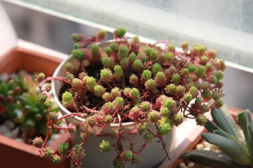 十大最容易爆盆的多肉植物排行榜,姬星美人繁殖又萌又好看