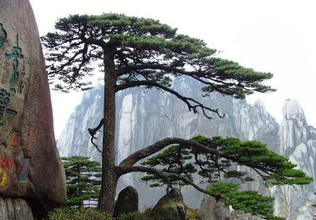 中國十大千年古樹排行榜,軒轅柏被稱為世界柏樹之父