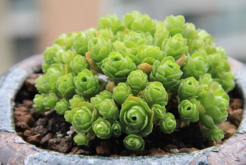 十大最容易爆盆的多肉植物排行榜,姬星美人繁殖又萌又好看