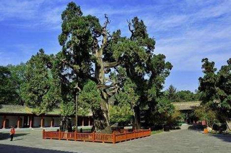 中國十大千年古樹排行榜,軒轅柏被稱為世界柏樹之父