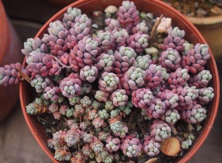 十大最容易爆盆的多肉植物排行榜,姬星美人繁殖又萌又好看