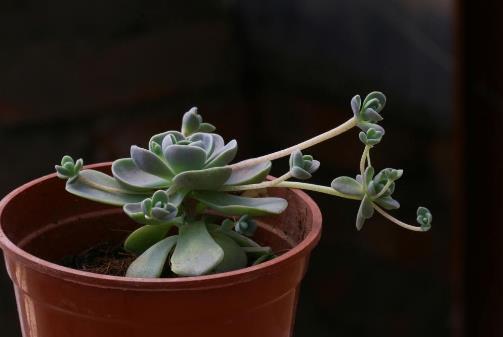 十大最容易爆盆的多肉植物排行榜,姬星美人繁殖又萌又好看