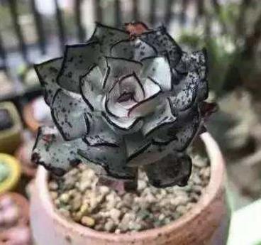 世界十大最貴多肉排行榜,原始劍斯諾娃多肉高達600萬!