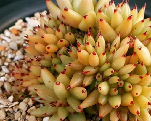 世界十大最貴多肉排行榜,原始劍斯諾娃多肉高達600萬!