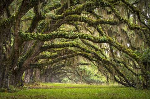 壽命最長的十大植物排行榜,波西多尼亞海草最長壽命有100000年!