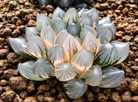 世界十大最貴多肉排行榜,原始劍斯諾娃多肉高達600萬!