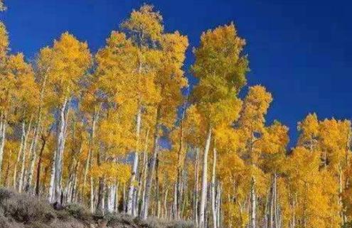 壽命最長的十大植物排行榜,波西多尼亞海草最長壽命有100000年!